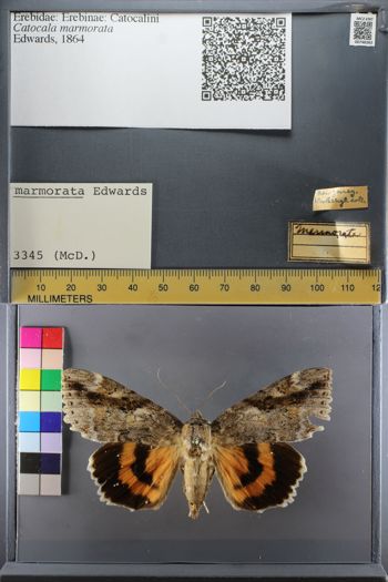 Media type: image;   Entomology 748383